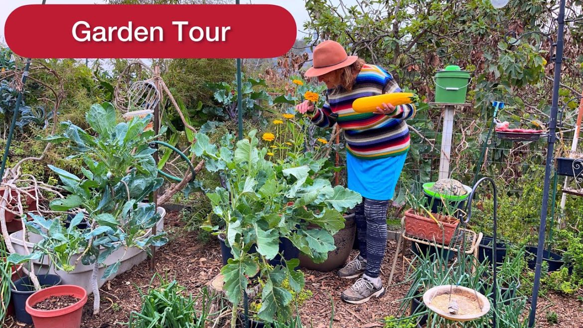 Vegetable Fall Garden π
Growing in Container Gardening Zucchini Tomatoes Peppers Kale Broccoli Herbs Vegetable Fall Garden π
Growing in Container Gardening Zucchini Tomatoes Peppers Kale Broccoli Herbs