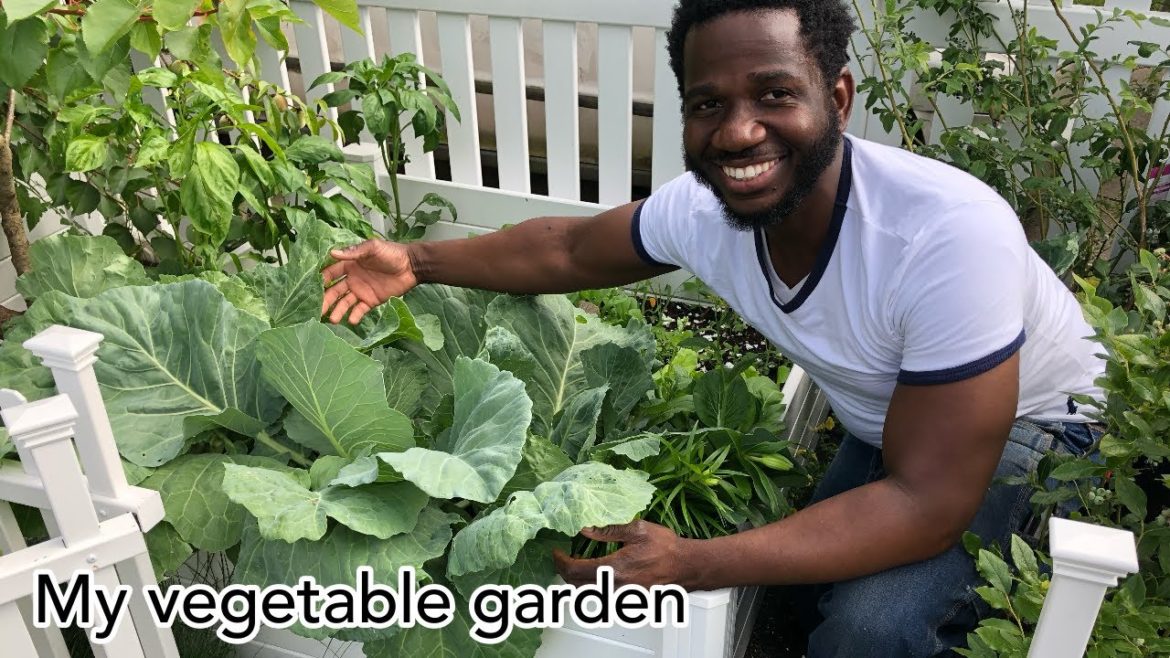 Vegetable Gardening // Different Varieties Of Veggies🍅 🌶 🥬 🥒//