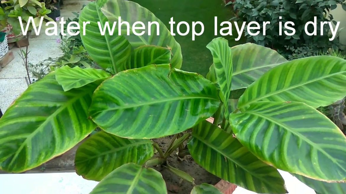 Calathea Zebrina plant care  #INDEX 1-Mita Bishnoi Garden tips