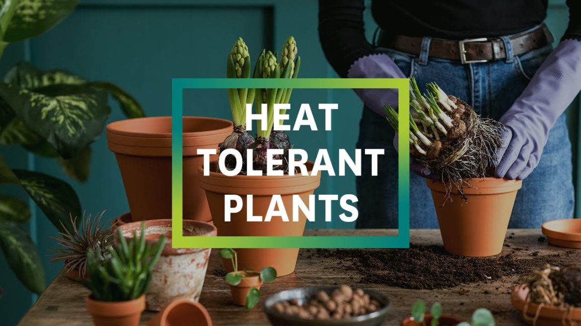 Summer Gardening Tips: 4 Heat Tolerant Plants