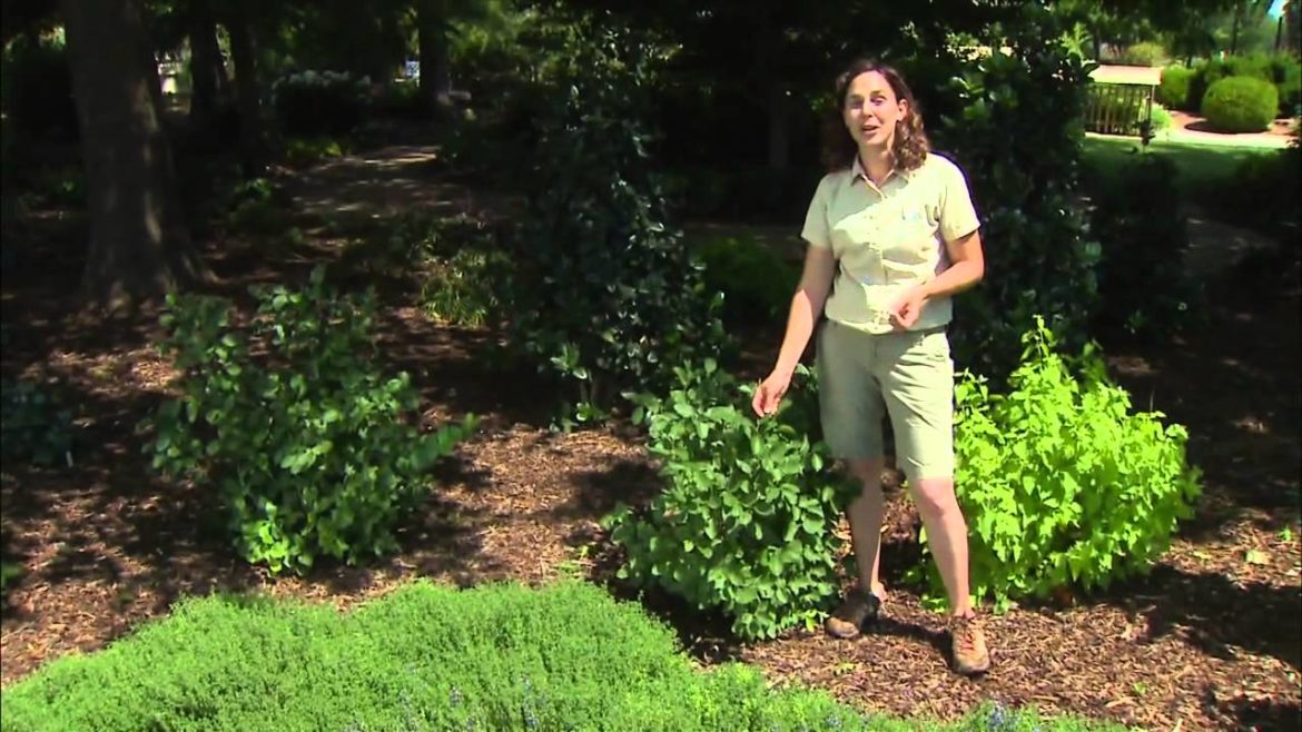 Edible Ornamentals: Shrubs
