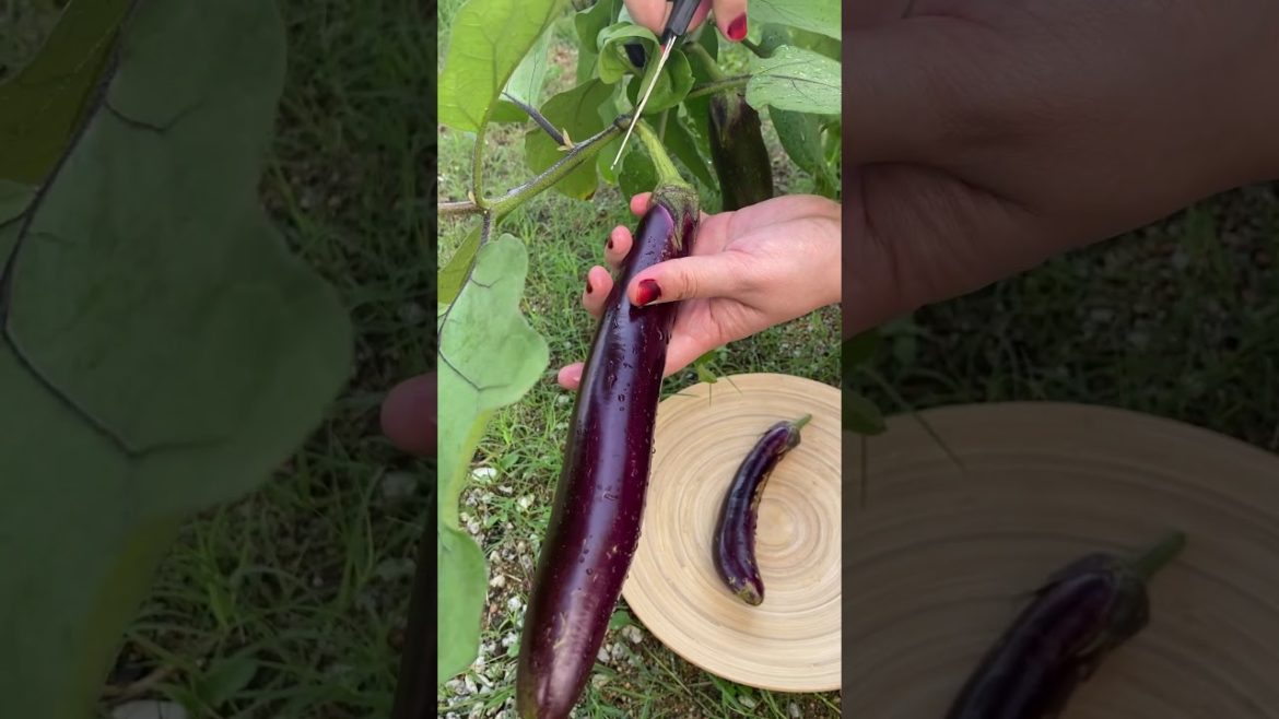 Eggplants Harvesting from My Backyard Garden #Shorts