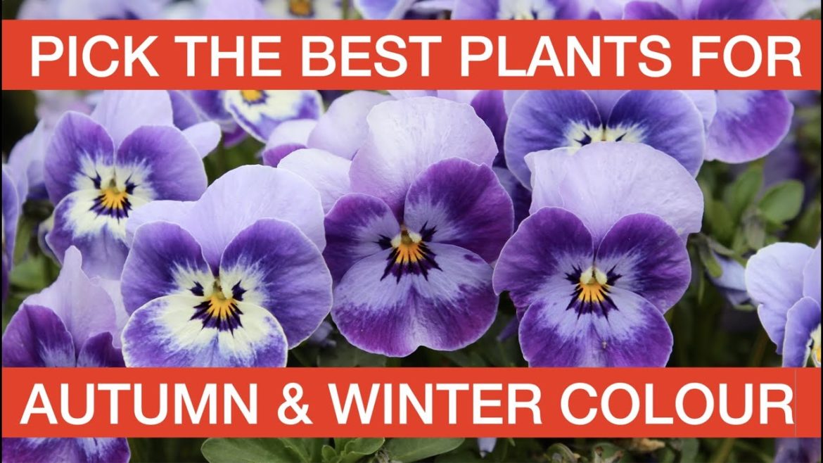 PICK THE BEST PLANTS FOR AUTUMN & WINTER COLOUR PICK THE BEST PLANTS FOR AUTUMN & WINTER COLOUR