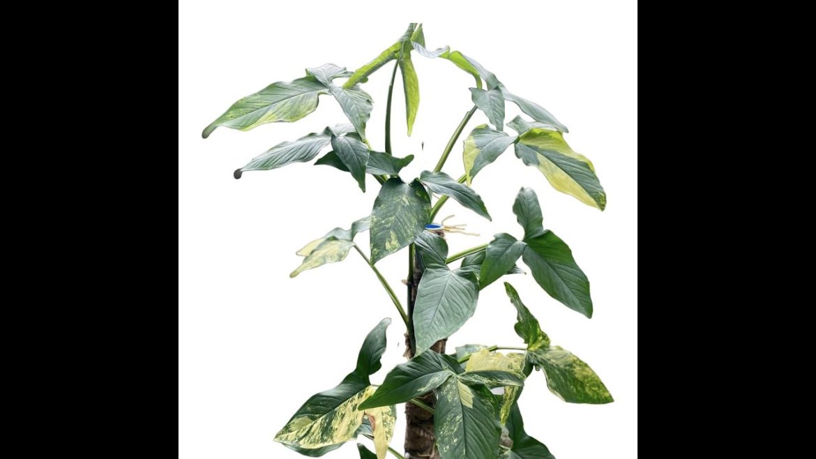 How to grow Syngonium aurea with leaves How to grow Syngonium aurea with leaves