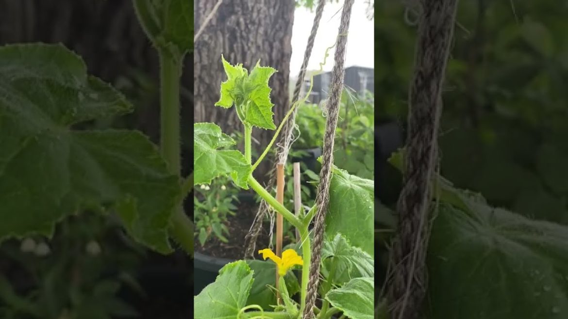Lebanese Cucumber Plant Climbing Up Rope #shorts