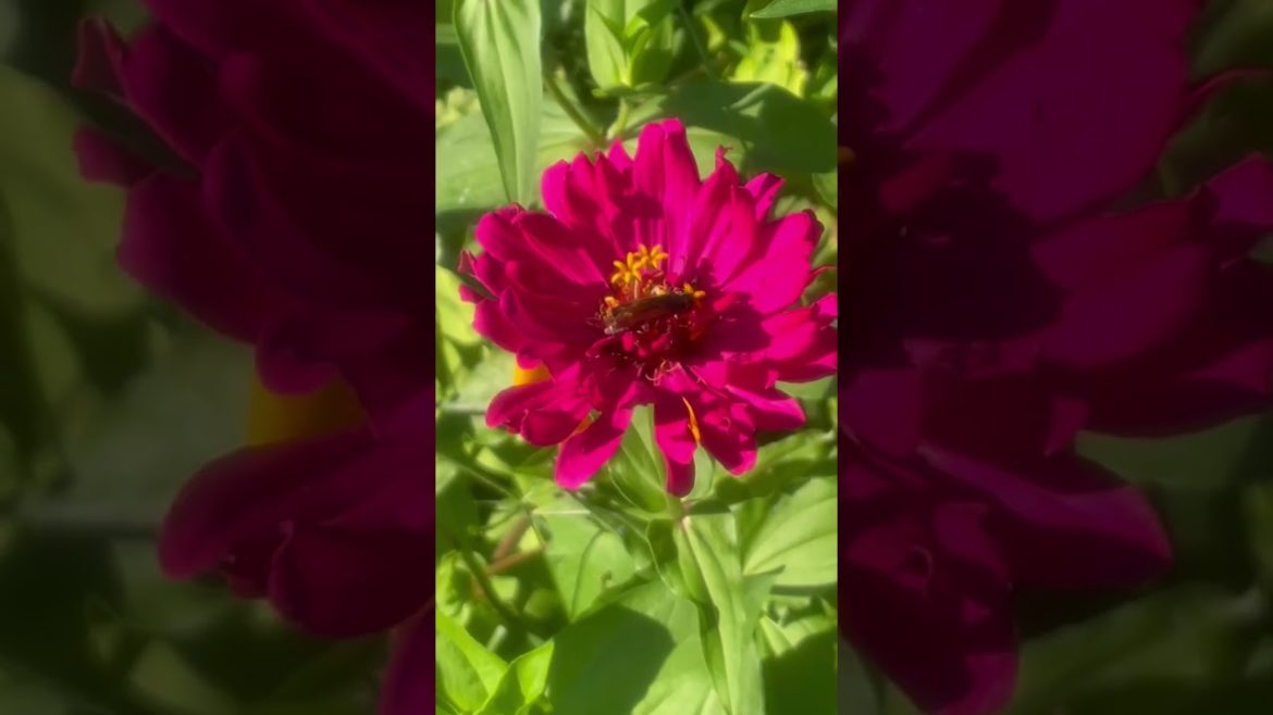 Rainbow of Zinnias & Pollinators on a beautiful fall day in my garden! #short #shorts