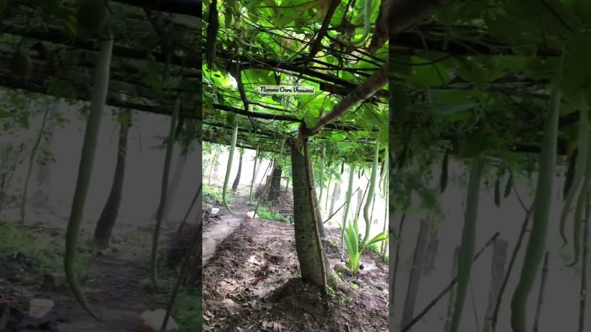 Snake gourd and Bitter gourd in our garden | vegetables in garden #snakegourd #bittergourd Snake gourd and Bitter gourd in our garden | vegetables in garden #snakegourd #bittergourd