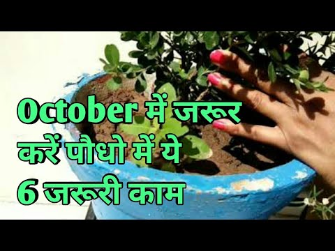 Gardening tips for October, what to do in garden in October,October में जरूर करें पौधो में 6 काम Gardening tips for October, what to do in garden in October,October में जरूर करें पौधो में 6 काम