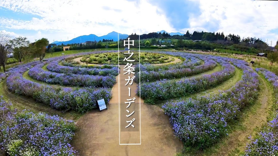 Nakanojo Gardens in the Autumn. 秋の中之条ガーデンズ#rose #roseflower #中之条ガーデンズ Nakanojo Gardens in the Autumn. 秋の中之条ガーデンズ#rose #roseflower #中之条ガーデンズ