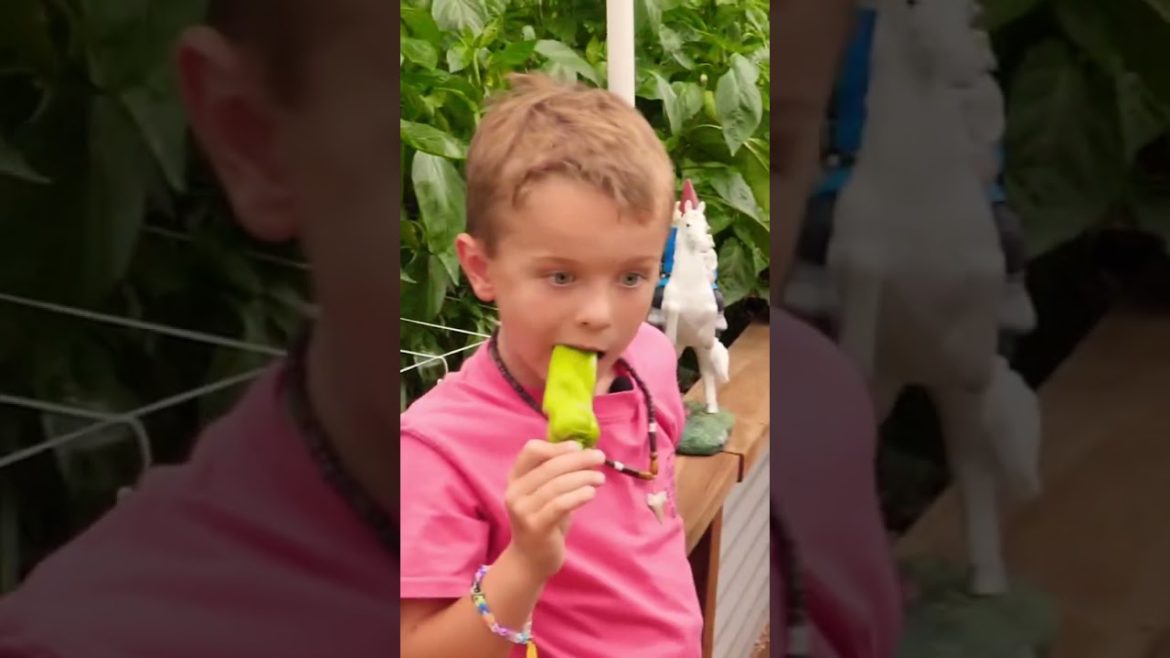 How many of those peppers did he eat? 😂 #aconcaguaroaster #giantpeppers #backyardfarm