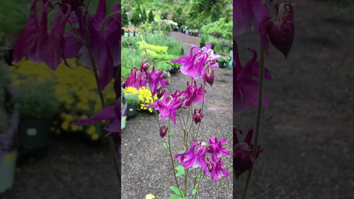 Color and Texture in Deer Resistant Shade Garden Design Color and Texture in Deer Resistant Shade Garden Design