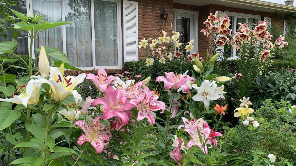 Oriental Lilies + Frontyard Garden [Garden Journal August 7, 2021]