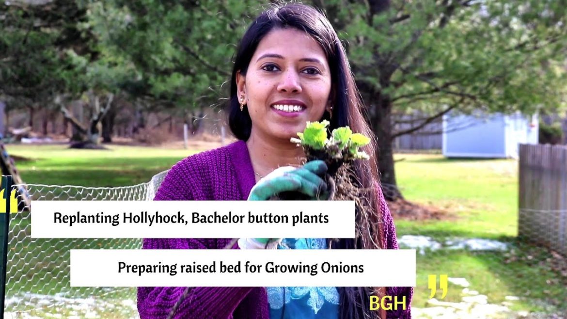 Transplanting holly hock, bachelor button & mums plants | Backyard Garden Highlights