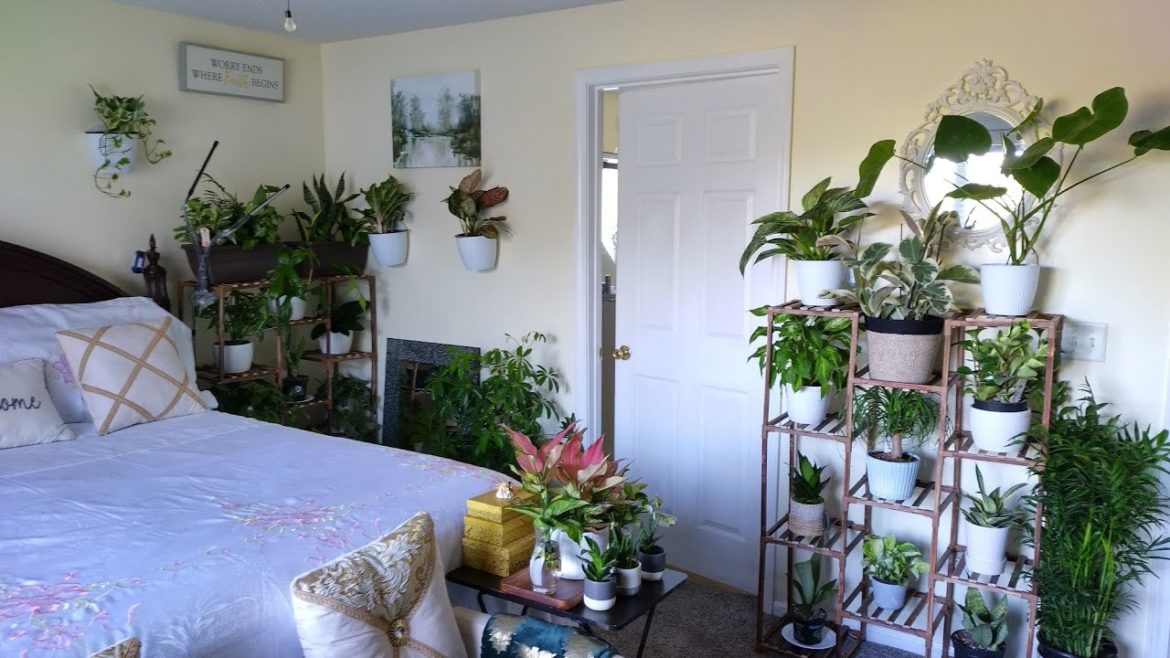 Plants styling| Fall 2022 #diy  #indoorplantshouse plants