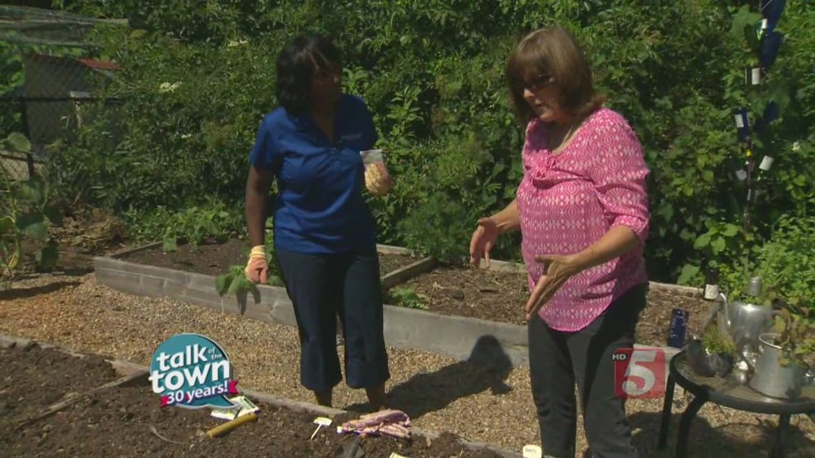 Cindy Shapton "The Cracked Pot Gardener" Gave Planting Tips for Fall Veggies