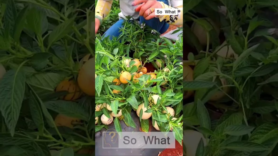 Fruiting Pepino Melon || Vegetable Gardening Fruiting Pepino Melon || Vegetable Gardening