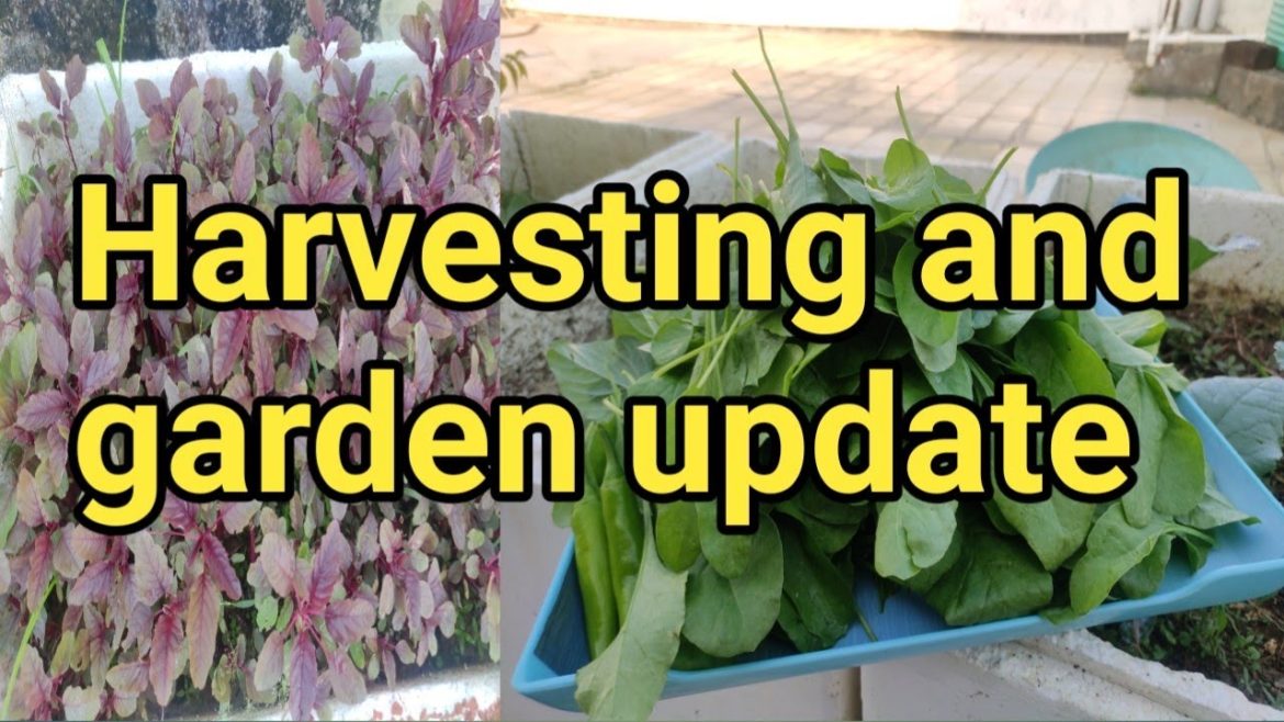 Harvesting of spinach/garden update /grow vegetables at home/gardening tips