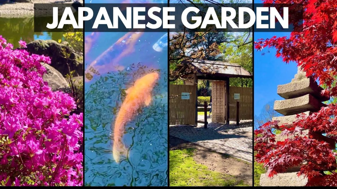 Japanese Garden |  Bonn |  Germany |  2022