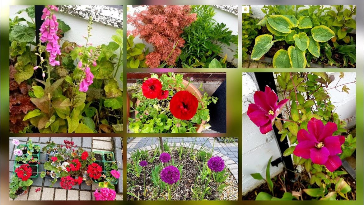 June garden tour ~ Small space UK front yard garden tour cum mini orchard ~ planting Geraniums