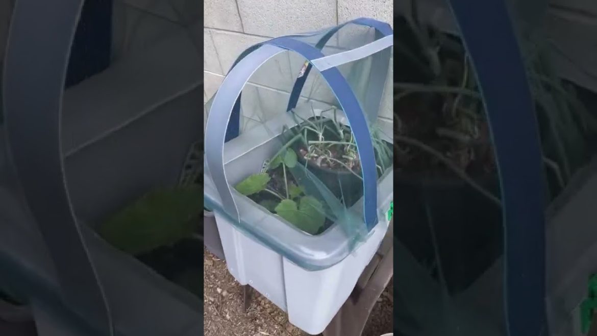 Mini Green House Garden DIY Easy Seed Cover for Seedlings & Container Gardening  #shorts