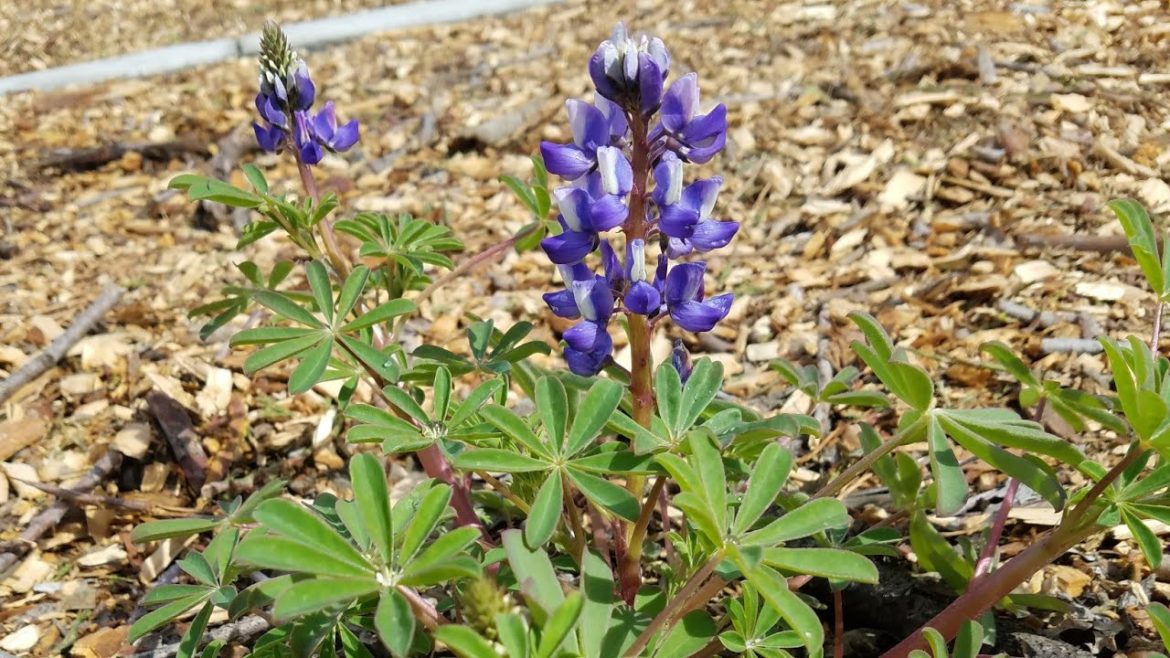 California Native Plants in my Front Yard Garden!