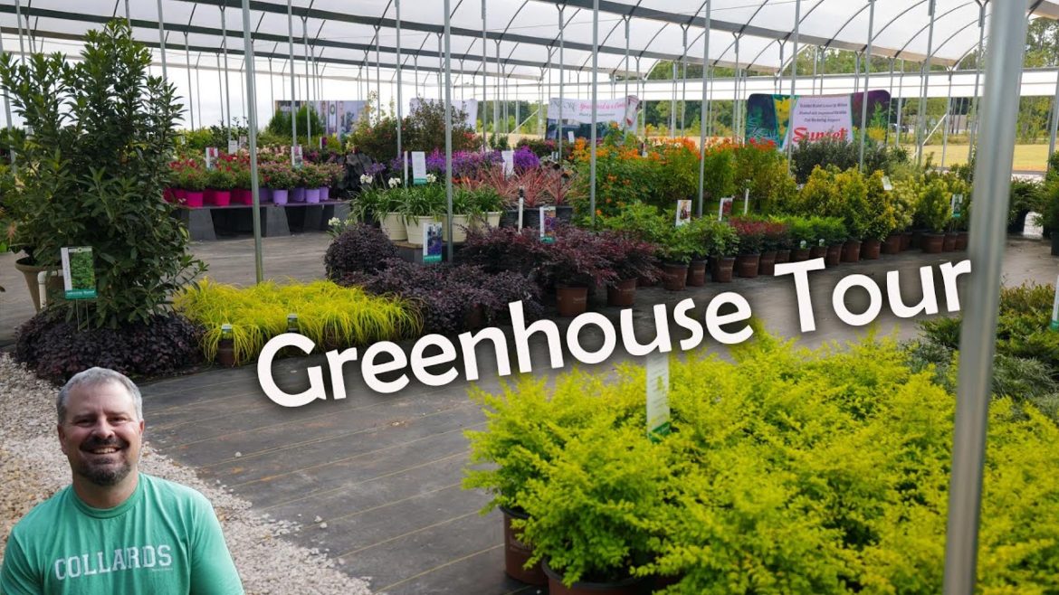 Showcase of Shrubs – Southern Living Plant Collection Showcase of Shrubs - Southern Living Plant Collection