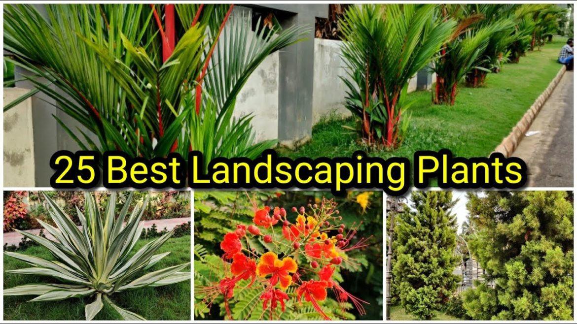 25 Low Maintenance Landscaping Plants | എളുപ്പത്തിൽ പരിപാലിക്കാൻ പറ്റിയ ഗാർഡൻ ചെടികൾ | Part 1 25 Low Maintenance Landscaping Plants | എളുപ്പത്തിൽ പരിപാലിക്കാൻ പറ്റിയ ഗാർഡൻ ചെടികൾ | Part 1