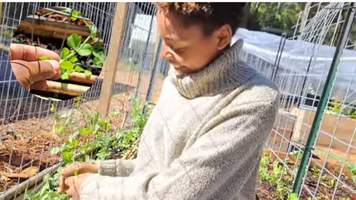 The MOST prolific  crop we are growing! That you STILL have time to plant  #growyourownfood #garden The MOST prolific  crop we are growing! That you STILL have time to plant  #growyourownfood #garden