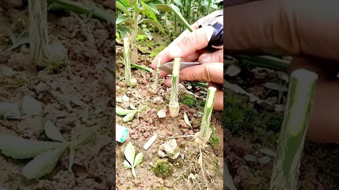 Gardening tips || Lemon tree grafting #Shorts Gardening tips || Lemon tree grafting #Shorts