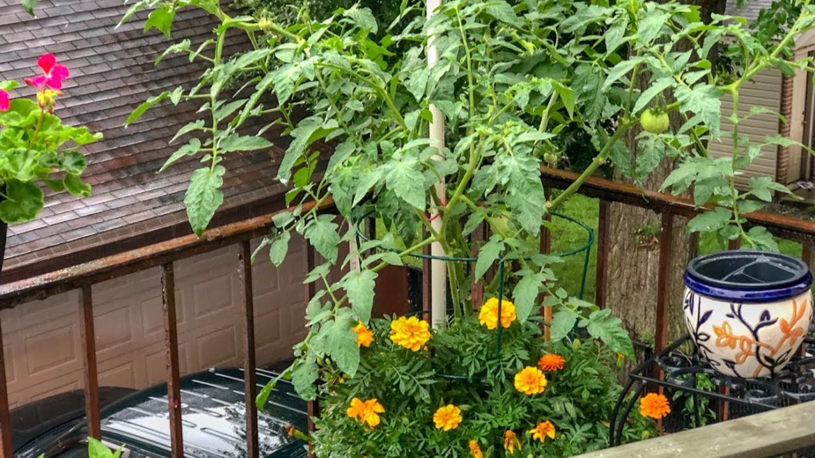 Container Garden|Tomatoes Care| Marigolds Care| How I got started with gardening|KellyNo Garden Container Garden|Tomatoes Care| Marigolds Care| How I got started with gardening|KellyNo Garden