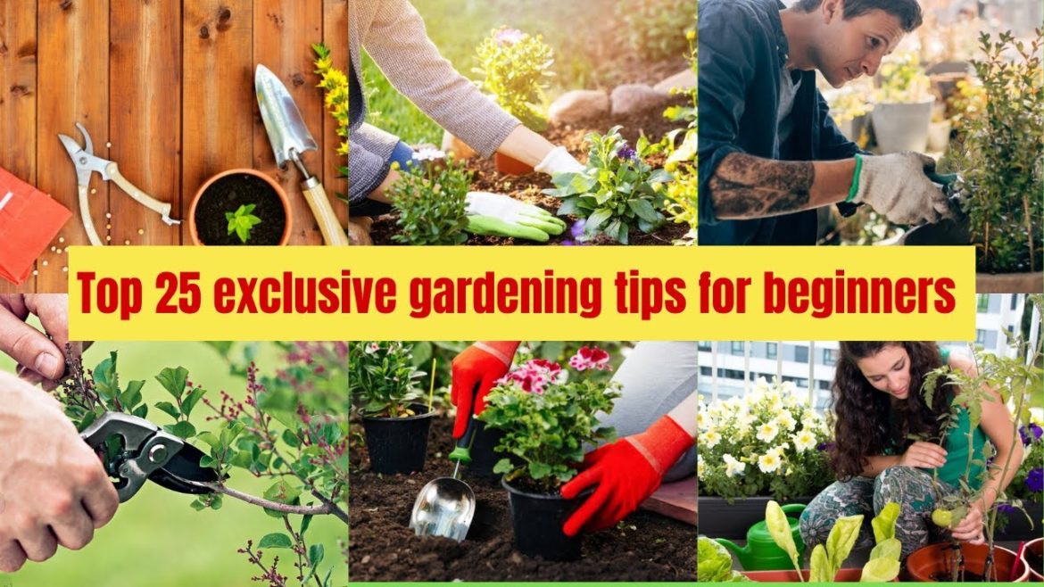 Top 25 gardening tips for beginners | Tips for new gardeners Top 25 gardening tips for beginners | Tips for new gardeners