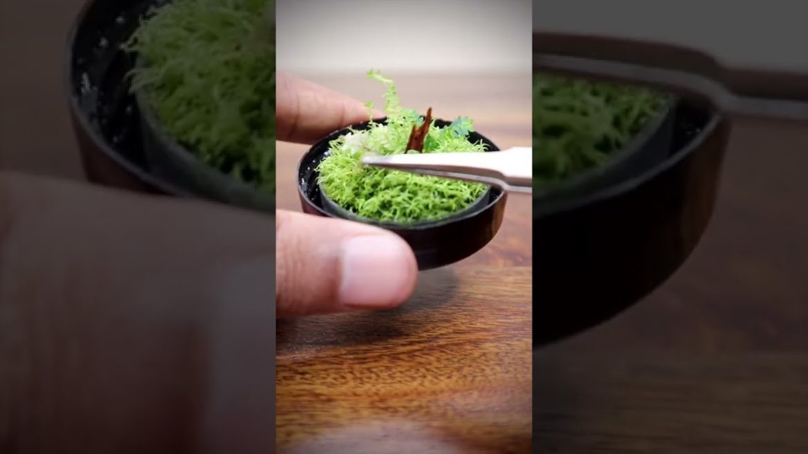 Mini grassland terrarium one month update #shorts