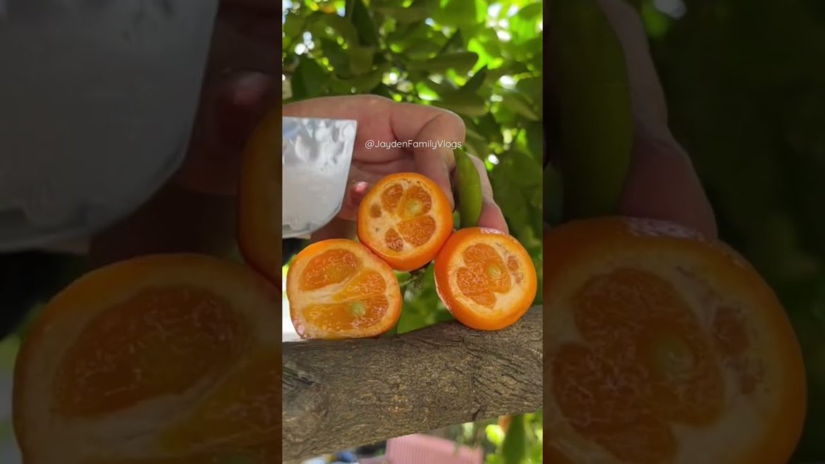 Fruit Cutting Mandarin 🍊😍 #shorts #fruit #fruitcutting #oddlysatisfying  #food #short #satisfying
