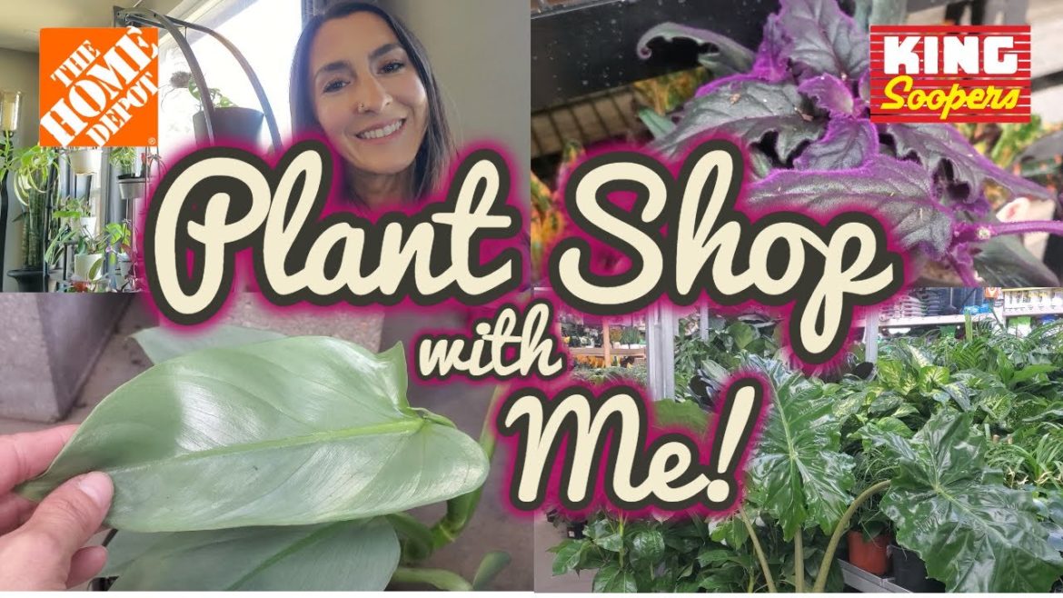 New Plants at Home Depot || Big Box Houseplants || Grocery Store Plants New Plants at Home Depot || Big Box Houseplants || Grocery Store Plants