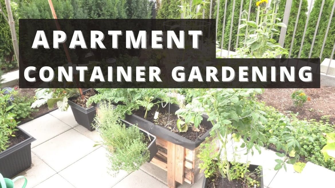 Apartment Container Garden Tour | Shishito Peppers, Alocasia, Kale, and more! Apartment Container Garden Tour | Shishito Peppers, Alocasia, Kale, and more!