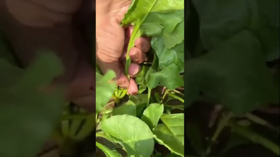 प्रेगनेंट हो, यह ज़रूर करना