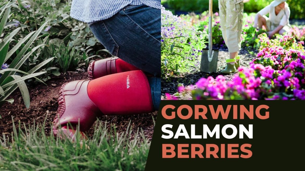 #gardeningtips #boots #gardener 4 Tips For Growing Salmonberries #gardeningtips #boots #gardener 4 Tips For Growing Salmonberries