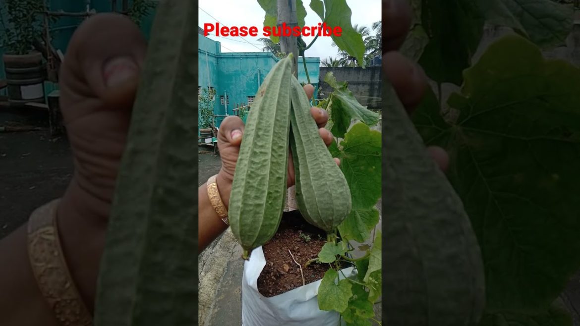 Peerkangai(Luffah vegetable) harvesting🥒 #terracegarden#luffa#vegetable#gardening