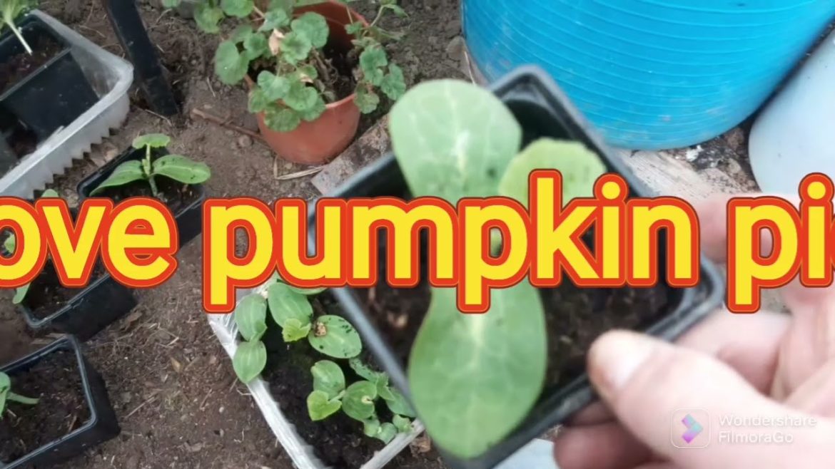 Japanese garden taking shape