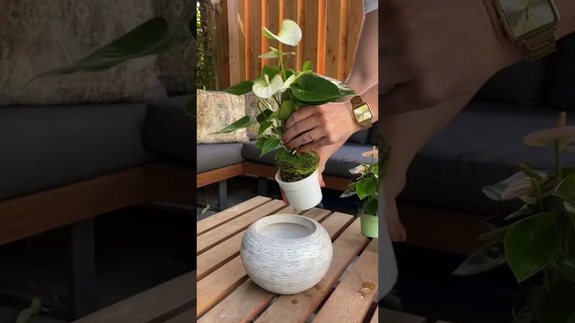 Just place 2 plants in 1 pot!#anthurium #plant #hack #Simple #houseplants #trick #shorts