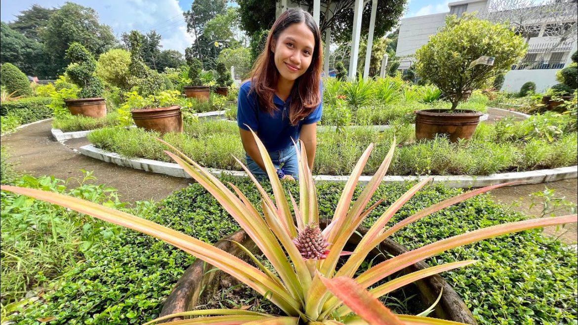 EDIBLE LANDSCAPING HOW TO: DESIGN, IMPLEMENTATION, MAINTENANCE