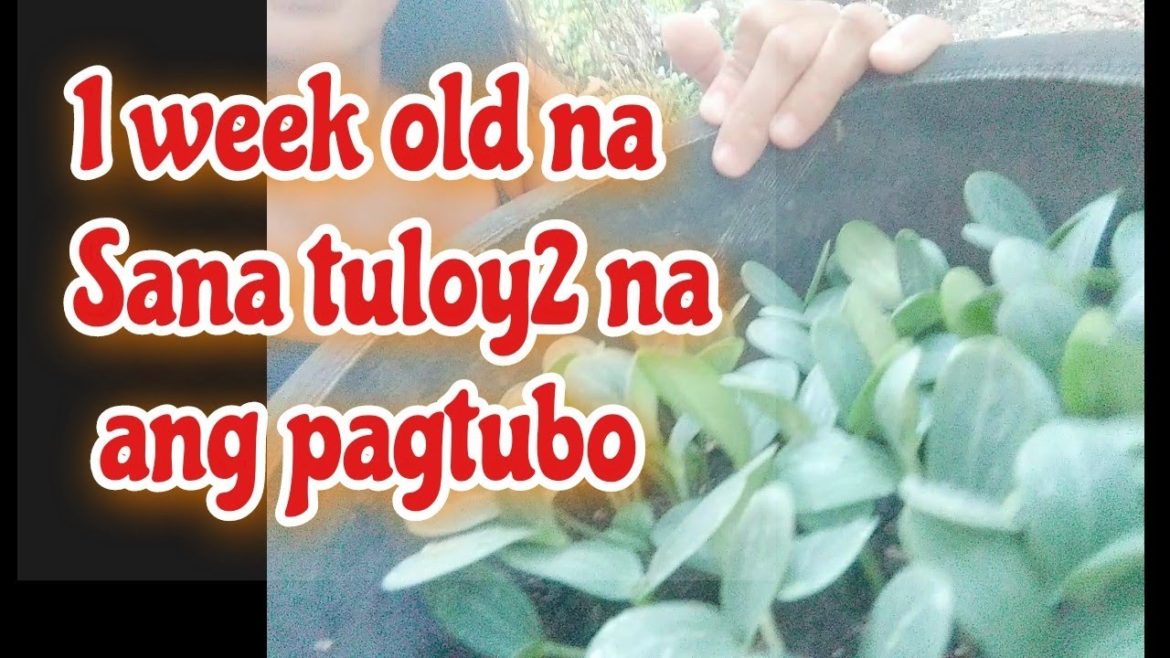 NAGTANIM AKO NG PATOLA | VEGETABLE GARDENING