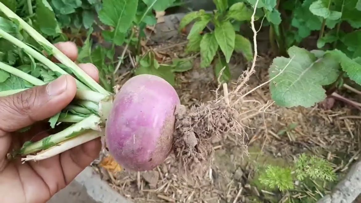 home gardening ideas and garden tips