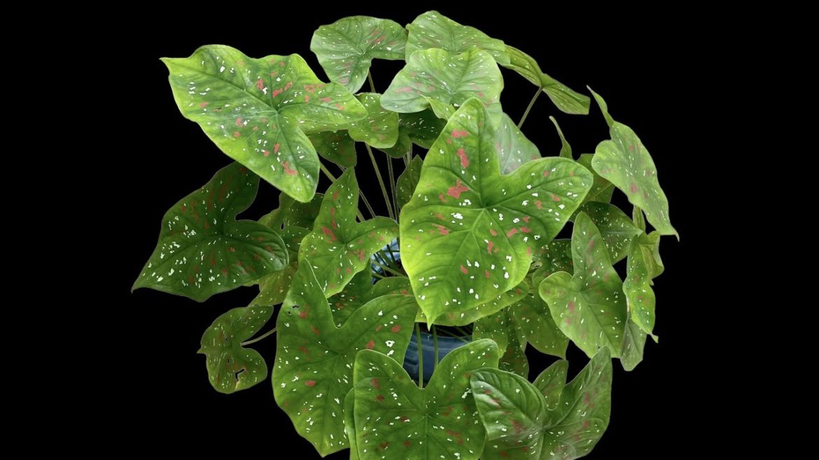Amazing beautiful heart of jesus plant | caladium | in recycle plastic bottle Amazing beautiful heart of jesus plant | caladium | in recycle plastic bottle