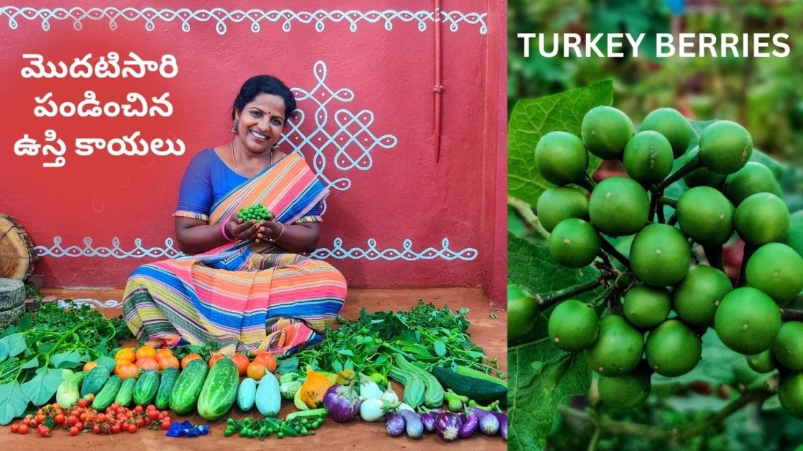 మొదటిసారి పండించిన ఉస్తి కాయలు – Turkey Berry, Sunflower @Saileela Vlogs #terracegarden #harvest మొదటిసారి పండించిన ఉస్తి కాయలు - Turkey Berry, Sunflower @Saileela Vlogs #terracegarden #harvest