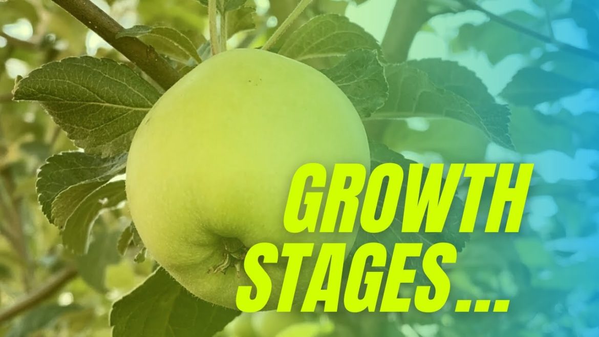 APPLE GROWTH STAGES | ✨ft. Backyard Garden