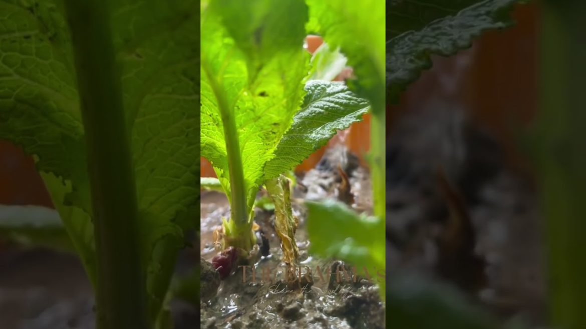 Veggie Garden at Terrace | Living organic life by nature ❤️
