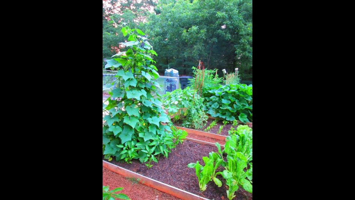 Organic Gardening: Tips On Growing Cucumbers On A Trellis ~ Garden Update
