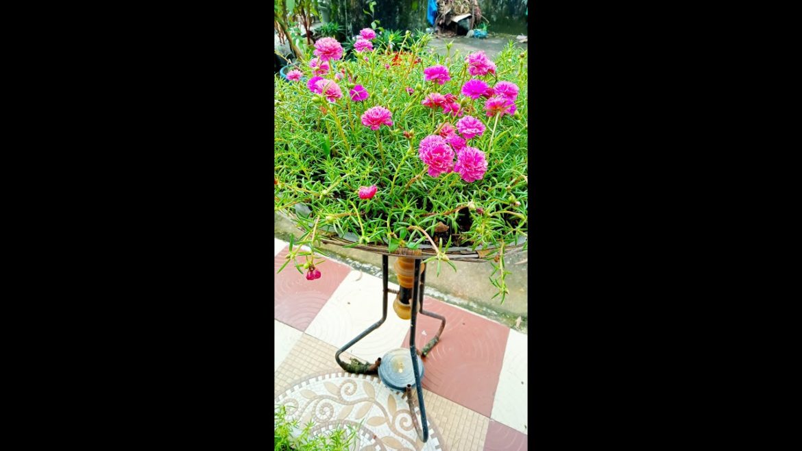 Portulaca Plant Decoration Ideas || #shorts #MorAngna #portulaca Portulaca Plant Decoration Ideas || #shorts #MorAngna #portulaca