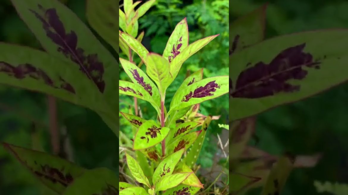 মোরগফুল Morog ful Cockscomb Flowers Murga Kalgi or Celosia Cristata in farm #shorts #flowers #ফুল মোরগফুল Morog ful Cockscomb Flowers Murga Kalgi or Celosia Cristata in farm #shorts #flowers #ফুল